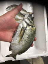 浜寿し：浜名湖黒鯛塩焼き