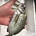 浜寿し：浜名湖黒鯛塩焼き